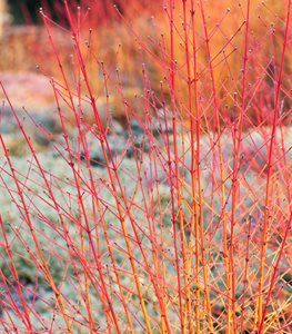 Erica Carnea, Cornus Sanguinea, Winter Pots, Cheap Raised Garden Beds, Winter Vegetables Gardening, Winter Crops, Landscape Inspiration, Winter Inspiration, Winter Vegetables