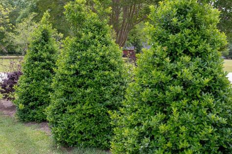 Oakland Holly Tree, Oakland Holly, Holly Shrub, Southern Living Plants, Holly Tree, Landscape Plan, Green Foliage, Southern Living, Bright Green