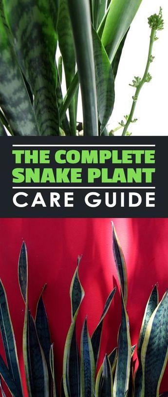 In this snake plant care guide, learn how to grow and troubleshoot the world's easiest houseplant to grow! Plant Repotting, Snake Plant Varieties, Common House Plants, Plant Care Guide, Snake Plant Care, Sansevieria Plant, Plant Breeding, Sansevieria Trifasciata, Snake Plants