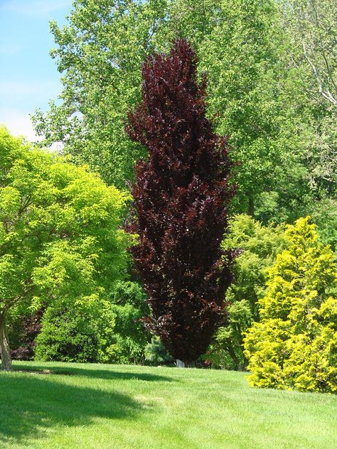 Dawyk Purple Beech (15m high x 3 m wide) Tight and uniform narrow tree with dark purple foliage.  Makes a striking accent plant. Canadale Nurseries Ltd. Fagus Sylvatica, Columnar Trees, Street Trees, Specimen Trees, Tree Nursery, Purple Trees, Ornamental Trees, Deciduous Trees, Garden Trees