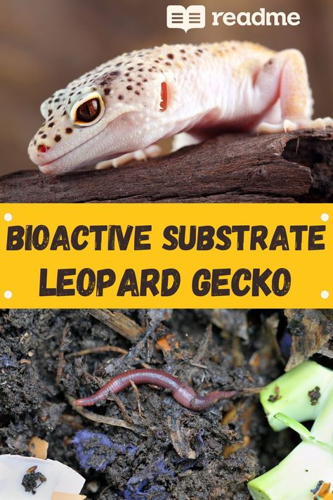 Leopard Gecko Bioactive Vivarium, Leopard Gecko Plants, Bioactive Leopard Gecko Tank Diy, Bioactive Terrarium Leopard Gecko, Leaped Gecko Tank Set Up, Leopard Geckos Habitat Ideas, Leopard Gecko Tank Setup Ideas, Leopard Gecko Terrarium Ideas Bioactive, Bio Active Leopard Gecko Tank