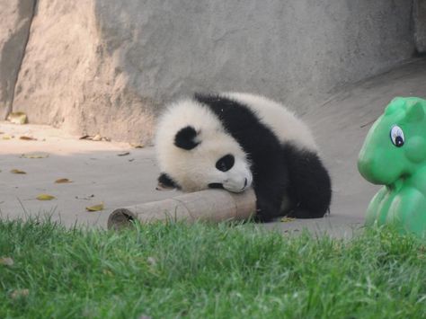 Nap time Panda Sitting, Sleepy Panda, Baby Panda, Baby Bear, Nap Time, Zoo Animals, Panda Bear, Cute Animals, Sleep