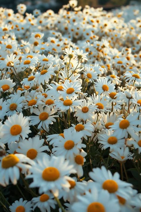 A field of chamomile or daisy flowers, with white petals and yellow centers, creates a serene and natural setting royalty free stock photography Daisy Field Aesthetic, Flowers In Nature, Daisy Background, Seed Cycling, Chamomile Flower, Daisy Field, White Petals, Flowers White, Chamomile Flowers