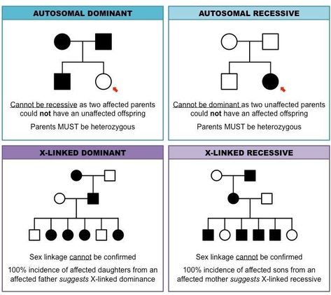 pedigree charts: inheritance cheat sheet Biology Activity, Learn Biology, Elementary Worksheets, Pedigree Chart, Study Biology, Biology Classroom, Biology Labs, Biology Facts, Ap Biology