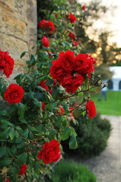 wann schneidet man rosen rote blumen rosenbüsche richtig pflegen für den winter Wedding Mountains, Red Climbing Roses, James Kent, Hd Flower Wallpaper, Love Rose Flower, Nature Photography Flowers, Kent Wedding, Rose Flower Wallpaper, Red Rose Bouquet