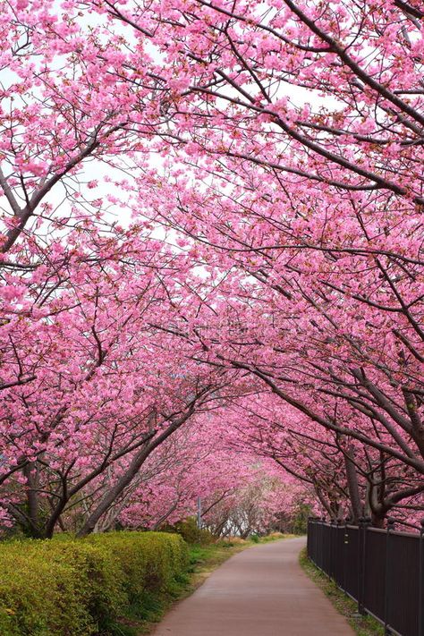 Pink Tree Aesthetic, Wallpaper Edgy, Pink Blossom Tree, Japan Cherry Blossom, Cherry Blossom Japan, Wallpaper Homescreen, Wallpaper Retro, Stanley Park, Sakura Tree