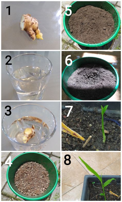 1. Take a piece of ginger, 2. Take a glass of water, 3. Put the piece of ginger inside the glass of water and leave for a whole day in the glass of water, 4. Put some soil in a flowerpot, 5. Fill up the flower pot with compost, 6. Dig a hole in the compost and soil mixture, put the piece of ginger inside the dug hole and cover it with the mixture, 7. Within weeks a tiny sprout will appear in the, 8. Within days your new grown ginger plant is ready, repeat the steps and water the plant every day. Storing Ginger, How To Store Ginger, Soil Mixture, Ginger Plant, Vegetable Garden Diy, Glass Of Water, Garden Diy, Water Plants, Grow Your Own