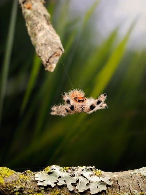 Pet Spider, Cool Bugs, Spider Art, Jumping Spider, Beautiful Bugs, Creepy Crawlies, Arachnids, Bugs And Insects, Animal Planet