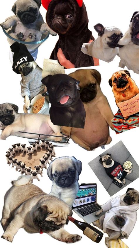 pug lover ❤️ 💖 ���💕 ♥️ 💓 Pug Lover, My Vibe, Pug, I Love