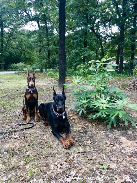 New little doberman sister Two Dobermans, Dog Socialization, Doberman Pinscher Puppy, Socializing Dogs, Doberman Dog, Pinscher Dog, Doberman Pinscher Dog, Doberman Puppy, Old Dog