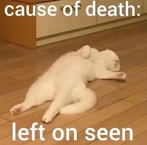 Cat Text, Funny Looking Cats, Silly Cats Pictures, Funny Doodles, Funny Animal Jokes, Silly Animals, Very Funny Pictures, Cute Memes, Funny Reaction Pictures