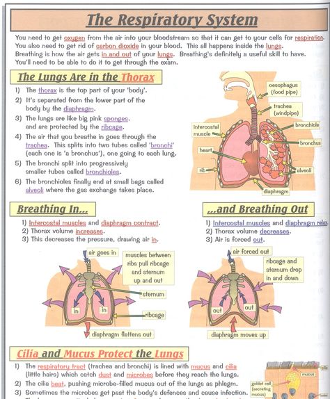 The Respiratory System, Respiratory System, Carbon Dioxide, Study Skills, Respiratory, Disease, Quick Saves