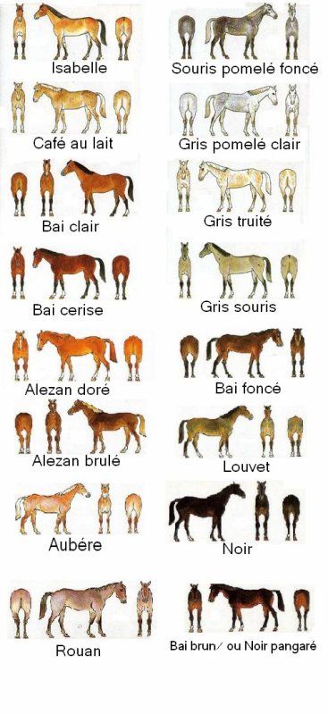 Dans le domaine de l'hippologie, la robe désigne la ou les couleurs d'un cheval. Voici quelques robes de chevaux Baby Helmet, Equestrian Helmets, Equestrian Helmet, Horse Anatomy, Horse Illustration, English Riding, Advanced Style, Cute Horses, Horse Coloring