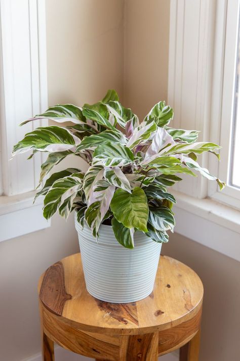 How to Grow and Care for Calathea White Fusion White And Green Plants, White Fusion Calathea, Calathea White Fusion, Indoor Plant Stands, Indoor Plant Display, Calathea Plant, Decorative Leaves, Indoor Plant Care, Best Indoor Plants