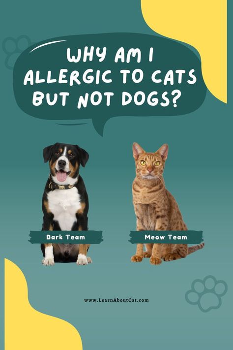 Why Am I Allergic To Cats But Not Dogs Allergic To Dogs, Allergic To Cats, Cat Allergies, Cat Health Care, Pollen Allergies, Cat Care Tips, Allergic Reaction, Cat Facts, Dog Barking