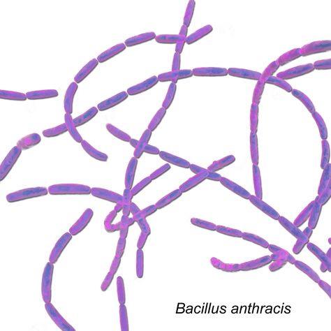 Anthrax Disease, Bacillus Anthracis, Research Report, Chernobyl, Microbiology, Market Research, Marketing Trends, Statistics, Bat