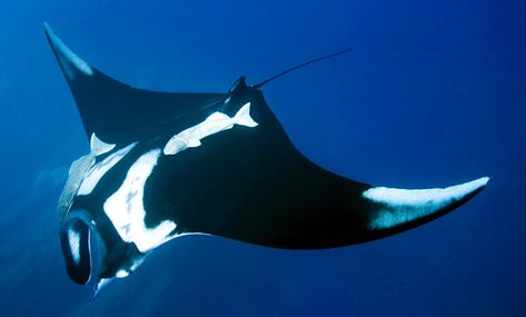 Giant Oceanic Manta Ray Oceanic Manta Ray, Giant Manta, Ocean Pictures, Underwater Creatures, Aquatic Animals, Manta Ray, Ocean Creatures, Marine Animals, Animal Figures