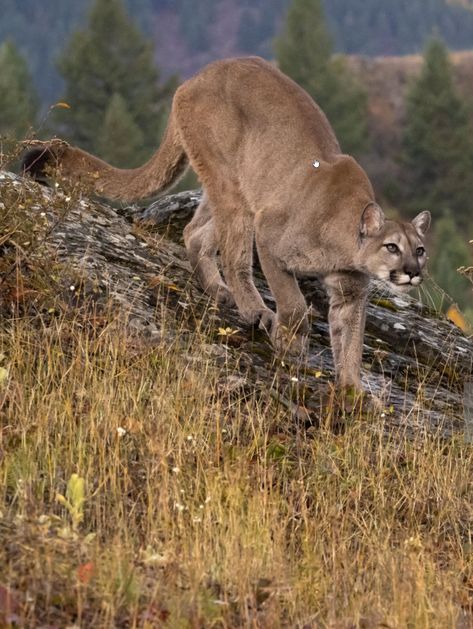 Big Cat Poses, Big Cat Reference, Enchanted Forest Animals, Big Cats Photography, Mountain Lions, North American Wildlife, Cat Poses, The Cascades, Cat Species