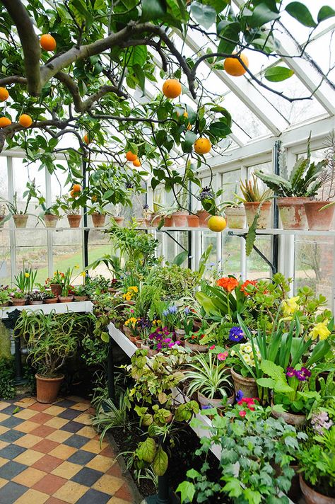 Conservatory in spring with orange tree and wide range of flowering and foliage plants in pots on bench and shelves Serre Diy, Taman Diy, Lots Of Plants, Tanaman Indoor, Home Greenhouse, Greenhouse Ideas, Backyard Greenhouse, Greenhouse Plans, Diy Greenhouse