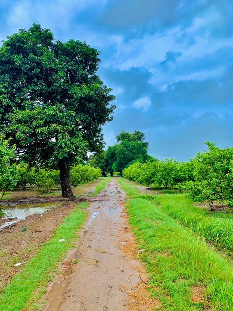 Beautiful rainy morning in village, most beautiful nature scene Village Morning Photography, Beauty And The Beast Reading, Rain In City, Sun After Rain, Rain Pic, Village Morning, Tree Stump House, Rain View, Rain Beauty