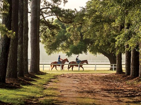 Reasons to Love Springtime in Horse Country | Rich in equestrian tradition, Aiken, South Carolina, is one of the South's most beautiful small towns. South Carolina Trees, South Carolina Small Towns, South Carolina Hikes, Low Country South Carolina, Southern States Aesthetic, Southern Living Aesthetic, Deep South Aesthetic, Lowcountry Aesthetic, Charleston South Carolina Aesthetic