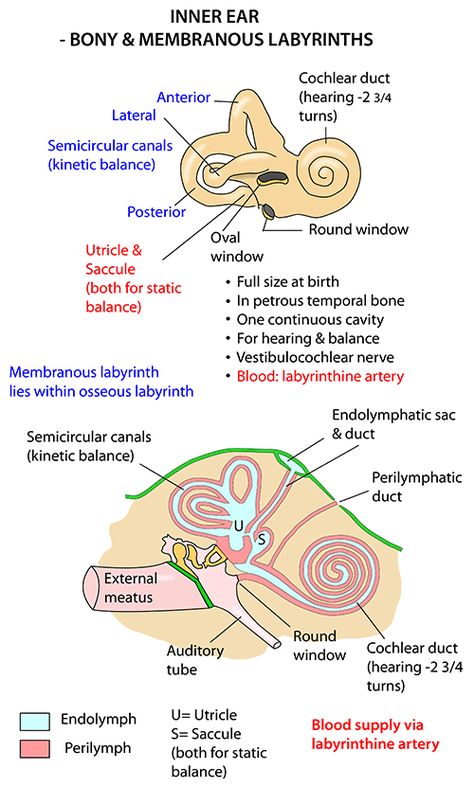 Instant Anatomy - Head and Neck - Areas/Organs - Ear - Osseous & membranous labyrinth Inner Ear Diagram, Inner Ear Anatomy, Human Ear Anatomy, Audiology Student, Ear Anatomy, Medical Mnemonics, Inner Ear, Human Ear, Basic Anatomy And Physiology