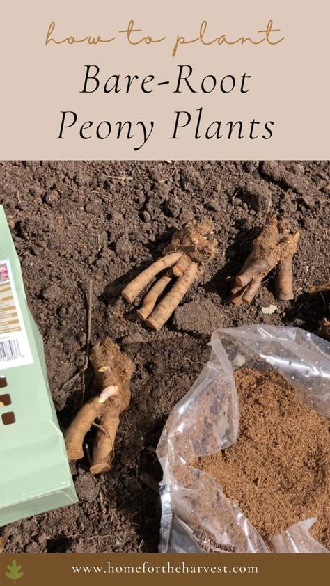 How To Plant Peony Roots, Planting Peony Roots, Planting Peony Bulbs, Diy Peony Support, Peony Planting, Peony Bulbs, Peony Support, Peony Bush, Coral Charm Peony