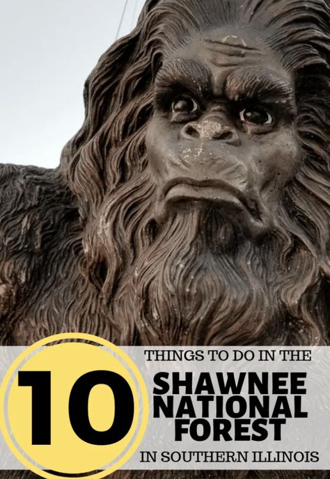 10 Things to Do in the Shawnee National Forest in Illinois Hiking Scenery, Forest Cabins, Monongahela National Forest, Ocala National Forest, Shawnee National Forest, Illinois Travel, White Mountain National Forest, Ketchikan Alaska, Forest Poster