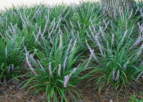 Liriope thrives in full sun or shade, providing a versatile groundcover under trees or a soft border for paved areas and foundations. Flowers may be purple, lavender or white, and they bloom from July to the end of August. (Photo by Gary Bachman) Blue Liriope, Liriope Muscari Big Blue, Garden Texture, Purple Heart Plant, Lily Turf, Monkey Grass, Liriope Muscari, Ground Covering, Plant Cuttings