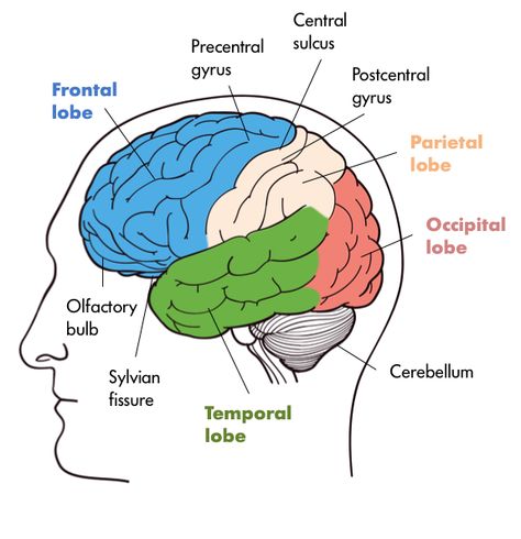 The Nervous System | Noba Cerebellum Anatomy, Brain Parts And Functions, Frontal Lobe Function, Nervous System Parts, Brain Lobes, Function Diagram, Human Brain Anatomy, Brain Diagram, Brain Nervous System