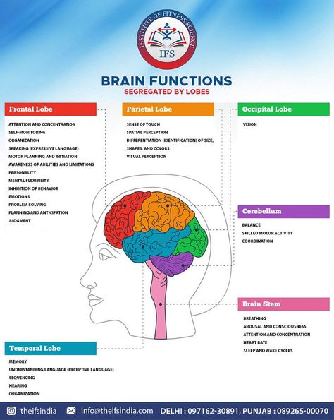 Parietal Lobe Functions, Brain Stem Function, Temporal Lobe Functions, Frontal Lobe Development, Brain Lobes And Functions, Brain Sections, Frontal Lobe Function, Lobes Of The Brain, Parietal Lobe