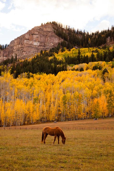 Brown Horse Eating Grass Near Mountain Horse Eating, Nature Field, Fall Pics, Modern Art Paintings Abstract, Amazing Paintings, Brown Horse, Modern Art Paintings, Photos Hd, Fall Pictures