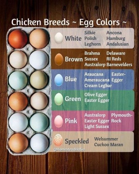 Chicken Eggs Colors, Egg Color Chart, Chicken Breeds For Eggs, Chicken Egg Colors, Chicken Coop Designs Diy, Cream Legbar, Egg Colors, Olive Egger, Homesteading Animals