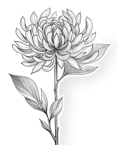 Flower Black Tattoo, Dahlia Flower Drawing, Chrysanthemum Sketch, Dahlia Flower Tattoo, Chrysanthemum Tattoo Design, Chrysanthemum Flower Drawing, Crisantemo Tattoo, Chrysanthemum Drawing, Chrysanthemum Flower Tattoo