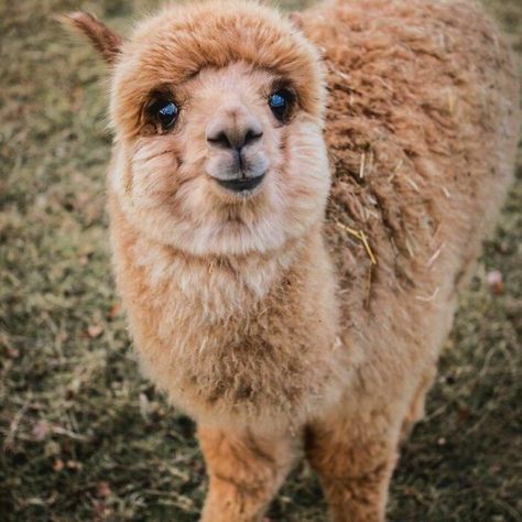 Lama Animal, Love With, Cute Alpaca, Cute Llama, Pretty Animals, Al Pacino, Work With Animals, Cute Wild Animals, Animal Wallpaper