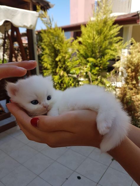 White Kitten, Kittens, Nails, Red, Blue, White