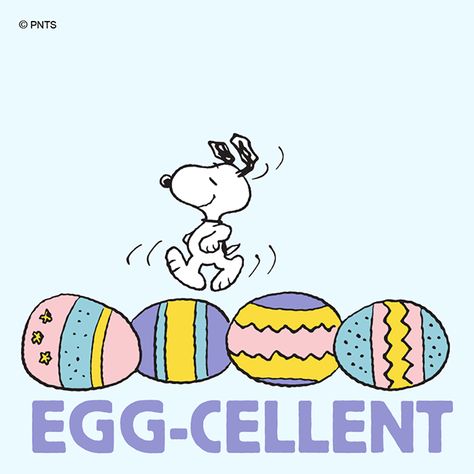 Spring Snoopy, Peanuts Spring, Charlie Brown Easter, National Egg Day, Easter Beagle, Snoopy Easter, Snoopy Cartoon, Peanuts Characters, Snoopy Quotes