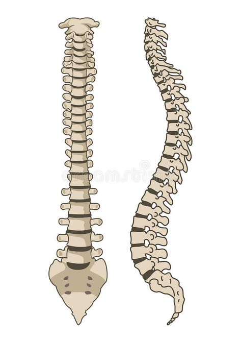 Human Anatomy Spine System. Isolated White , #ad, #Spine, #Anatomy, #Human, #White, #Isolated #ad Spine Illustration Art, Massage Content, Anatomy Spine, Anatomy Painting, Spinal Cord Anatomy, Spine Anatomy, Human Spine, Human Bones, Science Notes