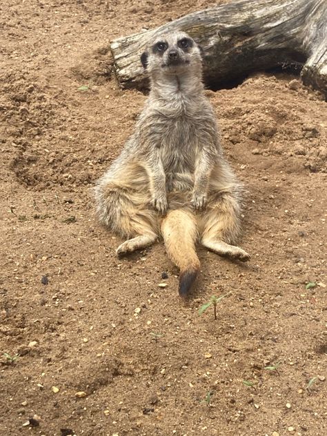 This is a meerkat who loves to pose 🌸⭐️🩷 Meerkat Funny, Meerkat Cute, Funny Poses, Cali Colombia, Cuteness Overload, Rats, Cali, Kangaroo, Cute Animals