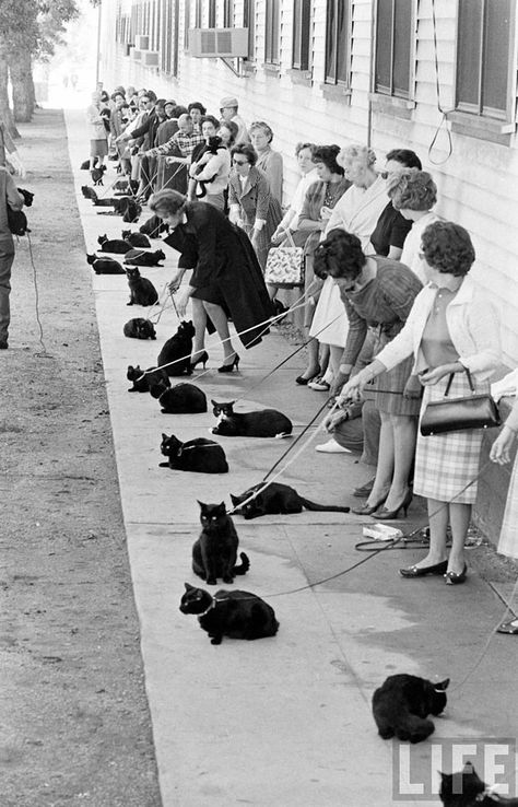 Black Cat Auditions in Hollywood (1961) Lady Cat, 강아지 그림, Cat People, Edgar Allan Poe, Cute Kittens, White Photo, Black Cats, Crazy Cat Lady, 귀여운 동물