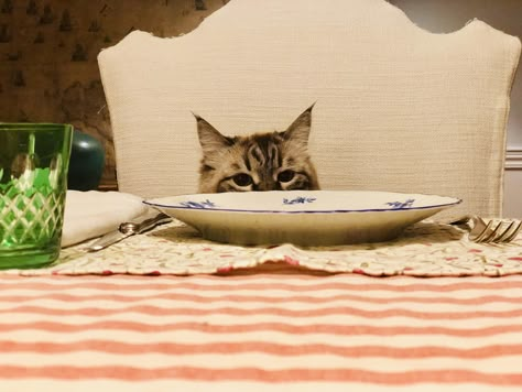 Cat Knocking Things Off Table, Cat Sitting At Table, Cat Pushing Things Off Table, Rest Stop, Book Reference, Cat Sitter, Banh Mi, Cat Cafe, Cat Photos