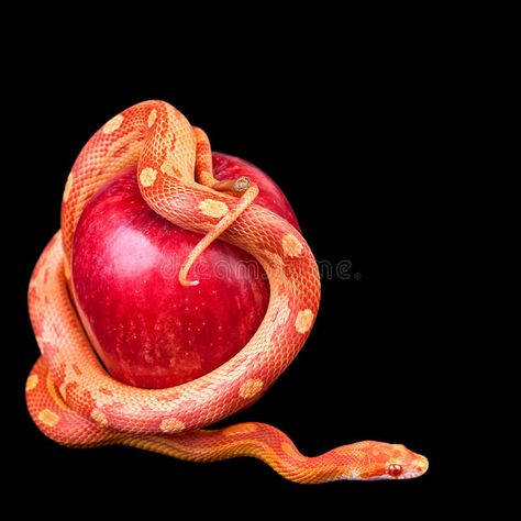 Snake Wrapped Around, Snake Apple Drawing, Serpent Apple Tattoo, Apple With Snake Tattoo, Snake And Apple Tattoo Forbidden Fruit, Snake With Apple, Snake And Apple, Apple Stock, Serpent Tattoo