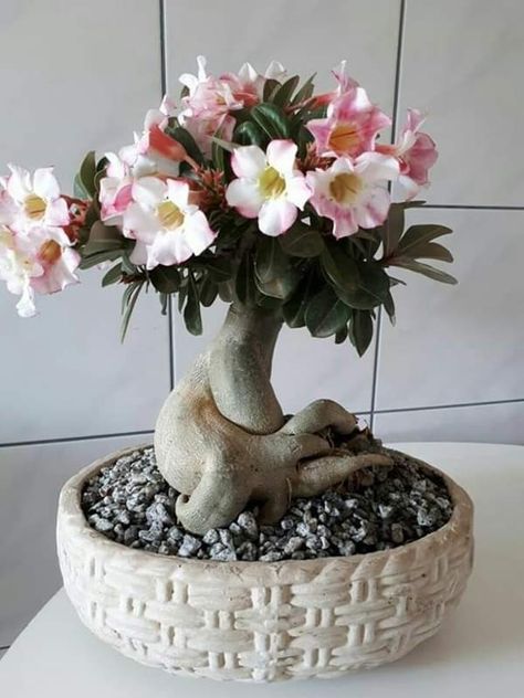 Desert Rose Bonsai, Dessert Rose Plant, Adenium Bonsai, Rose Bonsai, Dessert Rose, Desert Roses, Desert Rose Plant, Adenium Obesum, Mini Bonsai