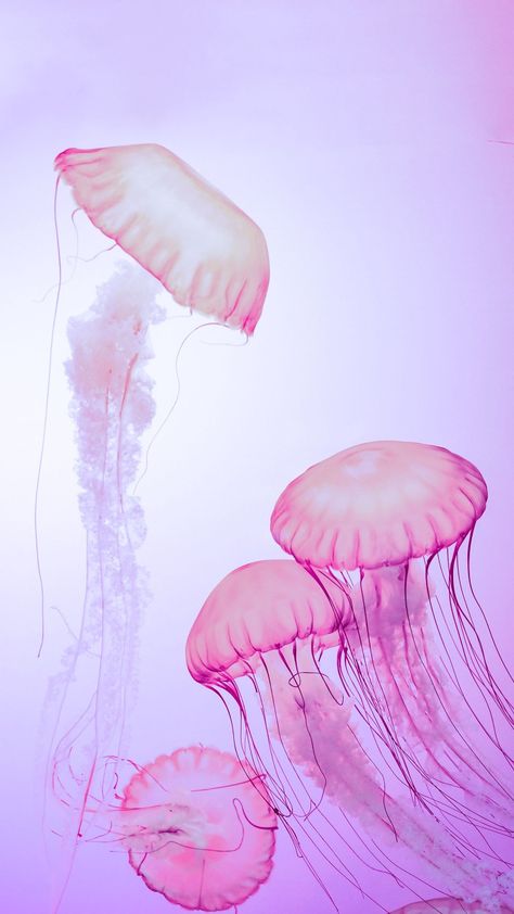 Jellyfish Wallpaper Ipad, Pink Jellyfish Wallpaper, Jellyfish Wallpaper, Pink Jellyfish, Jellyfish Art, Cute Picture, Iphone Wallpaper Photos, Iphone Wallpaper Themes, Jelly Fish