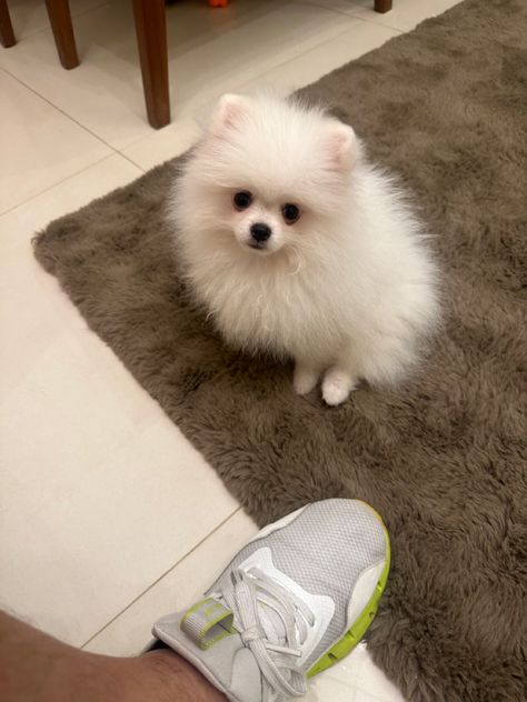 Dog ��🐶 Lulu da Pomerania Dream Dog, Pets 3, Wish List, Xbox, Brooklyn, Jesus, Pet, Dogs, Animals