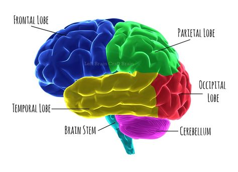 Human brain parts highlighted  with clipping path Human Brain Parts, Brain Jello Mold, Brain Parts, Brain Models, Brain Craft, Mad Scientist Party, Scientist Party, Human Body Organs, Brain Surgeon