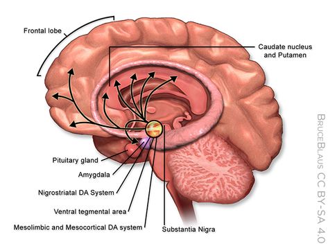 Ventral Tegmental Area, Substantia Nigra, Nucleus Accumbens, Basal Ganglia, Limbic System, Photo Sharing App, Behavior Disorder, Psychology Degree, Reward System