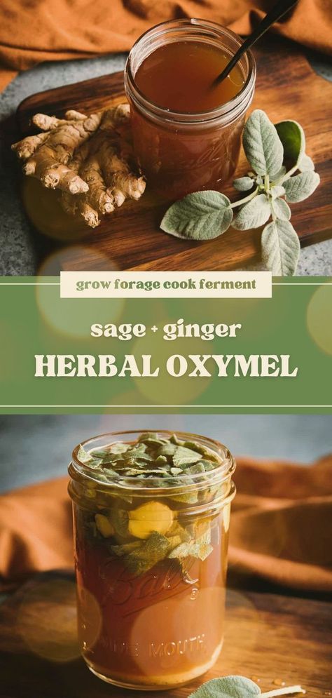 Herbal Oxymel Recipe with Sage and Ginger - This DIY herbal remedies recipe is made with raw honey for it's health benefits. Raw honey, sage, and ginger all help boost the immune system during the fall and winter season. Learn how to make this delicious infused honey herbal oxymel herbal medicine recipe! Oxymel Recipe, Sage Recipes, Dry Cough Remedies, Infused Honey, Herbal Medicine Recipes, Herbal Remedies Recipes, Diy Herbal Remedies, Cold And Cough Remedies, Herbal Tinctures