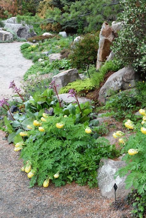 Terraced Rock Garden, Woodland Rock Garden, Rock Garden Shrubs, Dry Rock Garden, Colorado Shade Garden, Shade Rock Garden Ideas, Alpine Rock Garden, Central Oregon Landscaping Ideas, Dry Shade Garden Ideas