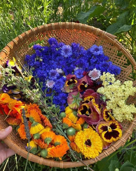 Nasturtium Flower Aesthetic, Harvest Aesthetic, Ashley Moore, Forest Life, Herb Farm, Harvest Basket, Cottage Aesthetic, Garden Harvest, Greenhouse Gardening